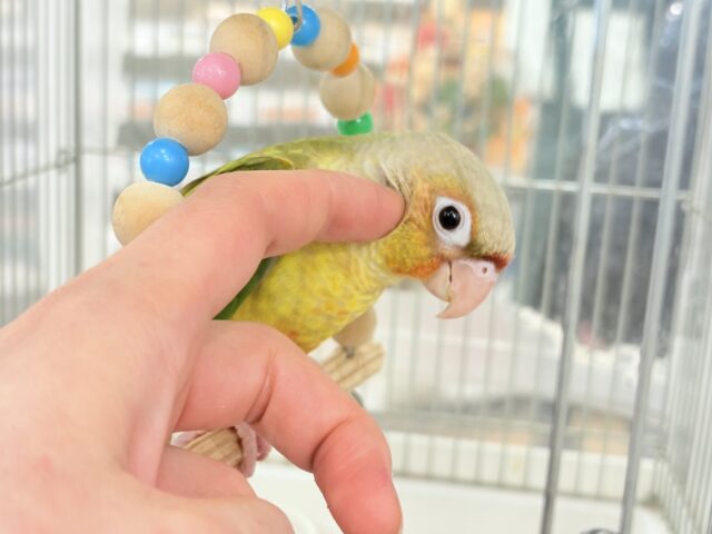 ホオミドリウロコインコ