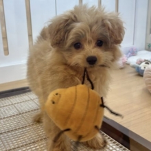 太陽みたいな明るい存在♥ポメプーちゃん！