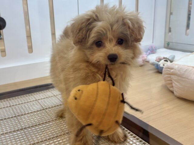 太陽みたいな明るい存在♥ポメプーちゃん！