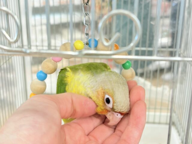 ホオミドリウロコインコ