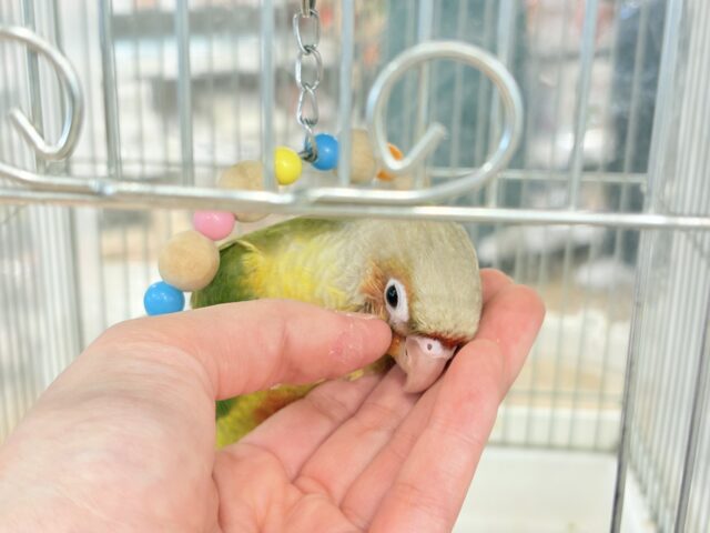 ホオミドリウロコインコ