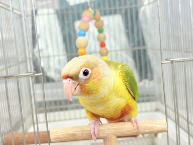 ホオミドリウロコインコ