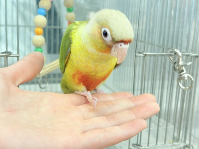 ホオミドリウロコインコ