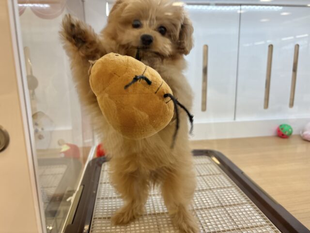 太陽みたいな明るい存在♥ポメプーちゃん! ポメプー