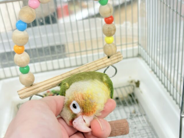 ホオミドリウロコインコ