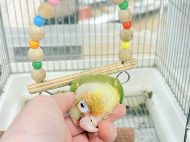 ホオミドリウロコインコ