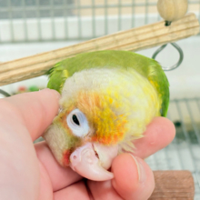 【最新画像更新🪄】南国育ちのフレッシュ果実🐣🍍💖ウロコインコ(パイナップル) ヒナ