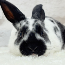 つるすべ🍪クッキー＆クリーム🐰🖤ミニレッキス(ブロークン) 男の子