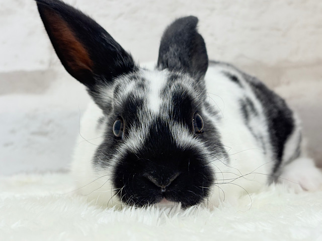 つるすべ🍪クッキー＆クリーム🐰🖤ミニレッキス(ブロークン) 男の子