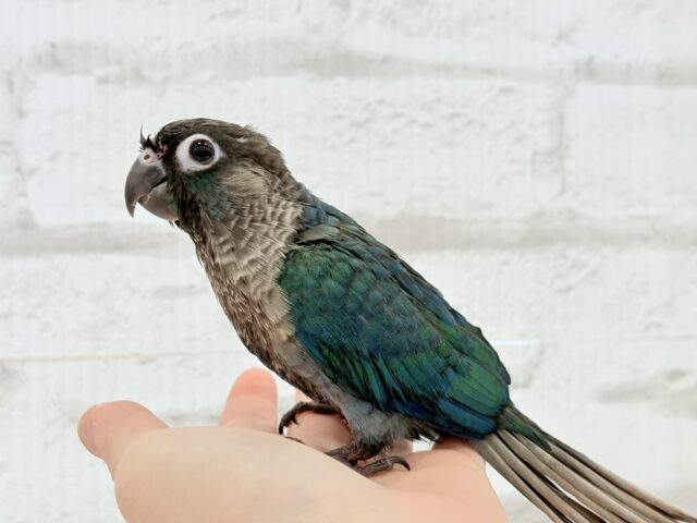 ホオミドリウロコインコ