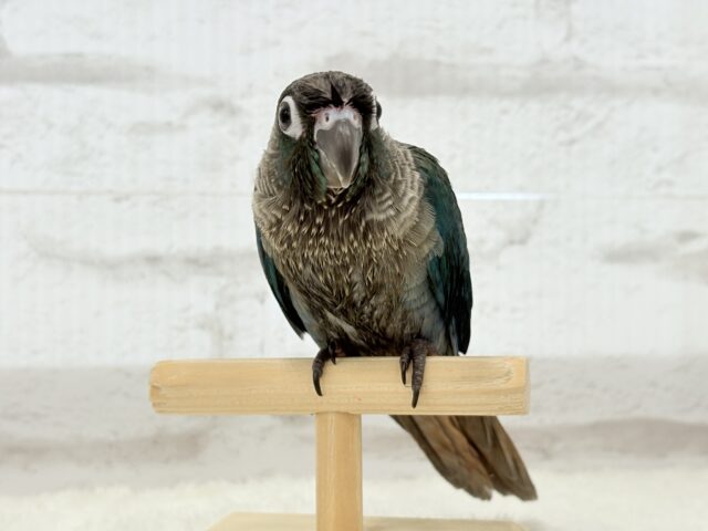 ホオミドリウロコインコ