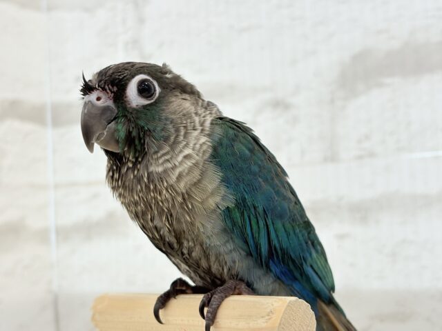 ホオミドリウロコインコ