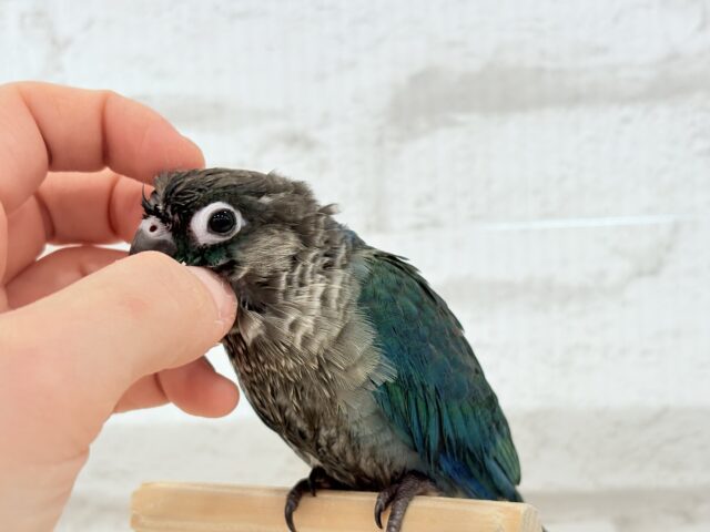 ホオミドリウロコインコ