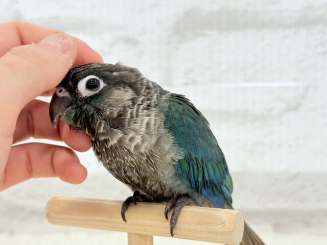 ホオミドリウロコインコ