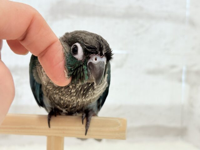 ホオミドリウロコインコ