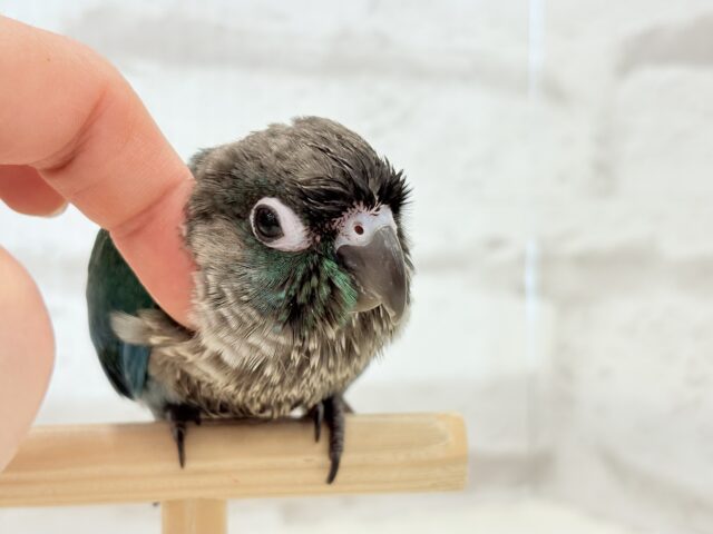 ホオミドリウロコインコ