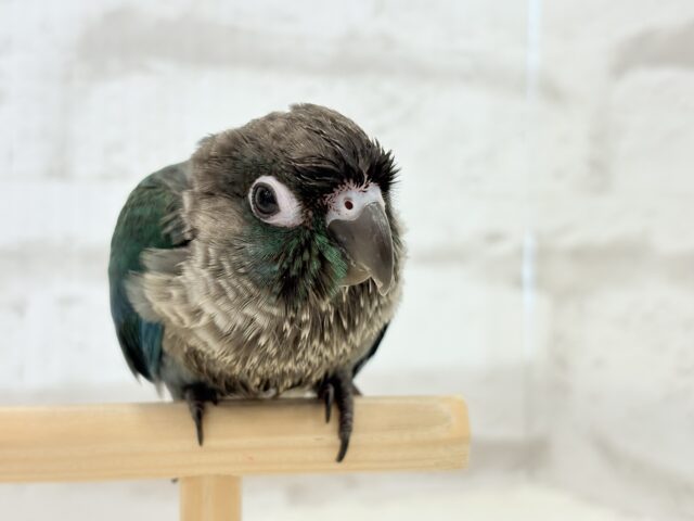 ホオミドリウロコインコ