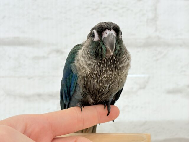 ホオミドリウロコインコ