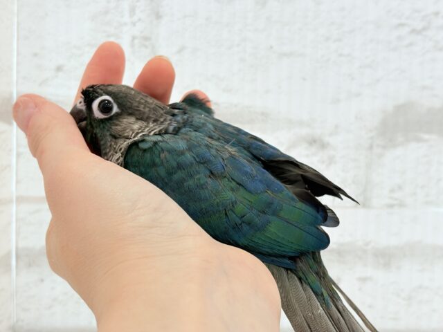 ホオミドリウロコインコ