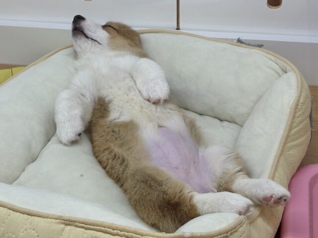 ウェルシュコーギー・ペンブローグ