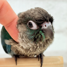 【最新画像更新🪄】ツヤツヤキラキラ✨宝石みたいなわた毛ちゃん🐣💎💫ウロコインコ(バイオレット) ヒナ