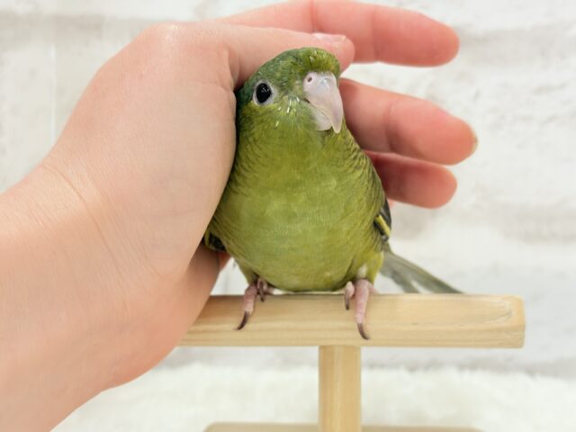 サザナミインコ