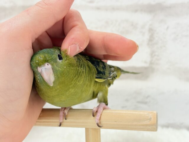サザナミインコ