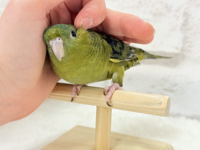 サザナミインコ