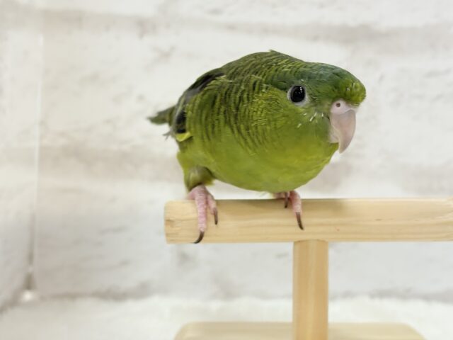 サザナミインコ