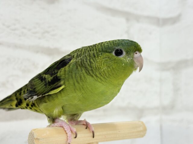 むちむち♡意思強め系男子💫サザナミインコ(ダークグリーン) 男の子 サザナミインコ