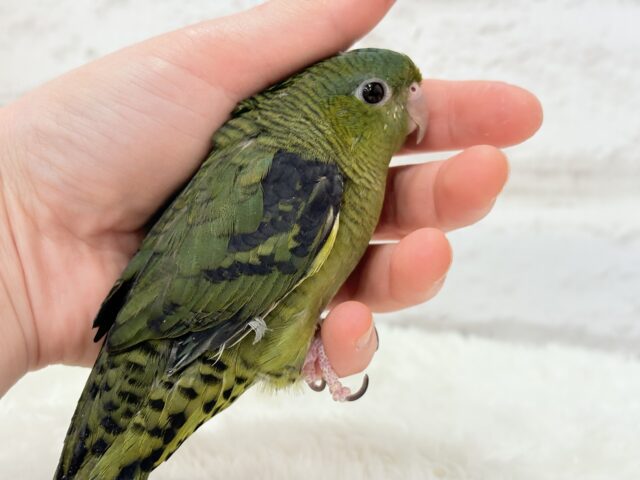 サザナミインコ