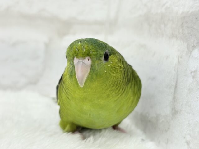 むちむち♡意思強め系男子💫サザナミインコ(ダークグリーン) 男の子 サザナミインコ