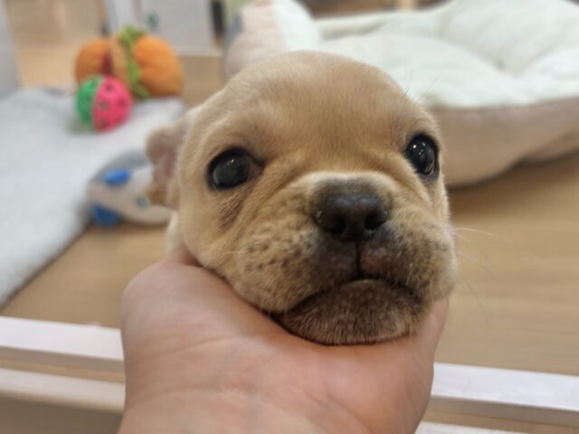 フレンチブルドッグ