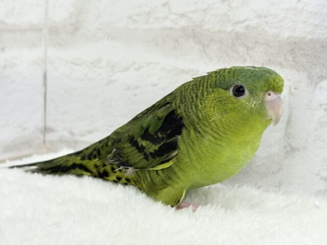 むちむち♡意思強め系男子💫サザナミインコ(ダークグリーン) 男の子 サザナミインコ