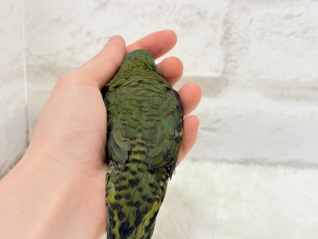 むちむち♡意思強め系男子💫サザナミインコ(ダークグリーン) 男の子 サザナミインコ