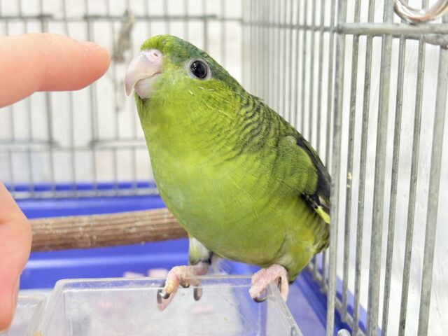 サザナミインコ