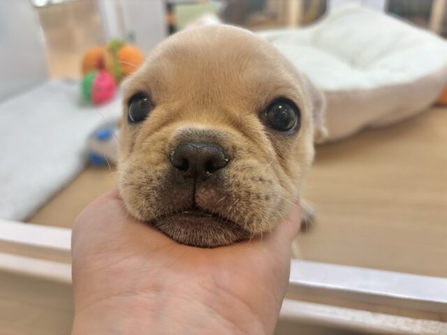 フレンチブルドッグ