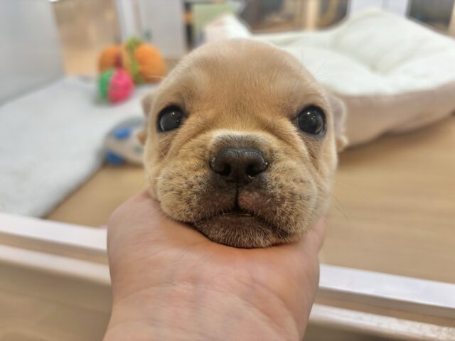 フレンチブルドッグ