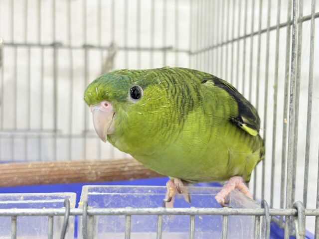 むちむち♡意思強め系男子💫サザナミインコ(ダークグリーン) 男の子 サザナミインコ