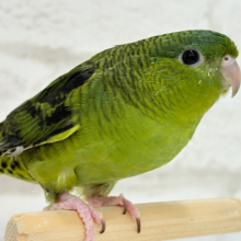 むちむち♡意思強め系男子💫サザナミインコ(ダークグリーン) 男の子