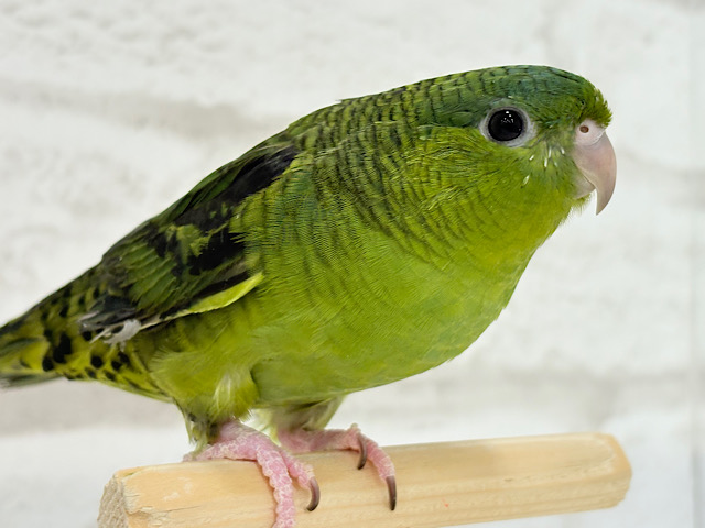 むちむち♡意思強め系男子💫サザナミインコ(ダークグリーン) 男の子 むちむち♡意思強め系男子💫サザナミインコ(ダークグリーン) 男の子