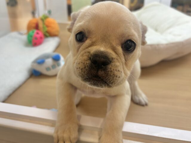 フレンチブルドッグ