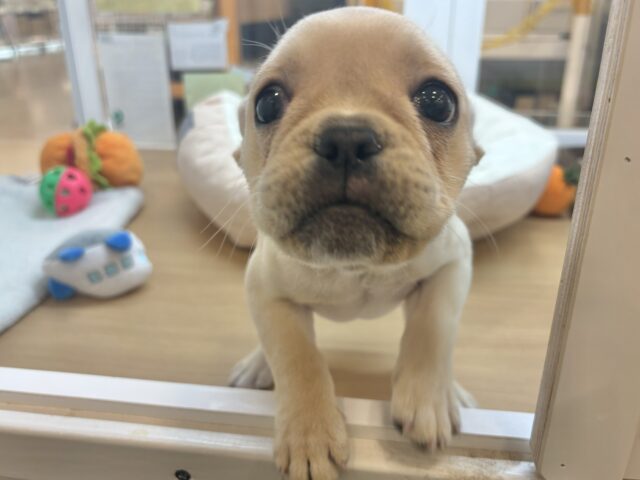 フレンチブルドッグ