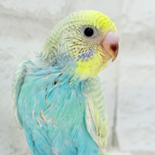 【最新画像更新🪄】パステル🪅メリーゴーランド🐣🎡セキセイインコ(パステルカラーレインボースパングル) ヒナ
