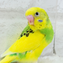 【最新画像更新🪄】ビビッと元気にビタミンカラー🐣★セキセイインコ(パイド) ヒナ