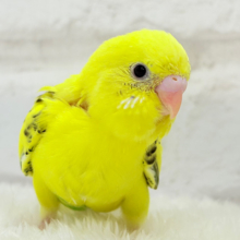 【最新画像更新🪄】ぶんぶんぶんっ🐝𓂃𓈒𓏸︎︎︎︎蜂蜜求めて🐣🍯セキセイインコ(黄色ハルクイン) ヒナ