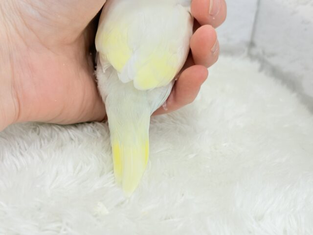 【最新画像更新🪄】ふんわり柔らか🧁𓂃𓈒𓏸︎︎︎︎セキセイインコ(クリーム) ヒナ セキセイインコ