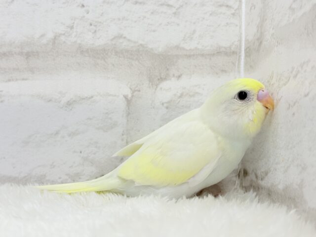 【最新画像更新🪄】ふんわり柔らか🧁𓂃𓈒𓏸︎︎︎︎セキセイインコ(クリーム) ヒナ セキセイインコ