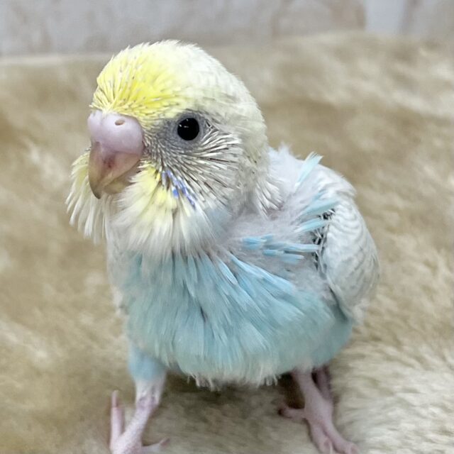 美麗な模様です✨✨　セキセイインコ（パステルレインボースパングル）