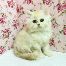 ミヌエット（カメオタビー）女の子♪レアカラーの美人さん✨